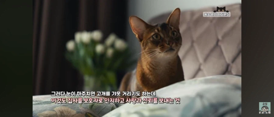 고양이가 집사를 