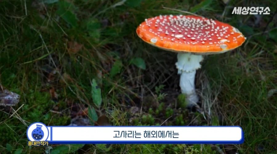 "왜 한국인들은 봄만 되면 독초를 먹습니까?".jpg