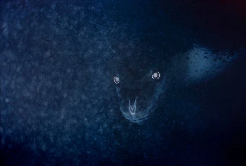 ㅈㄴ 섬뜩한 해양 포유류_3.webp