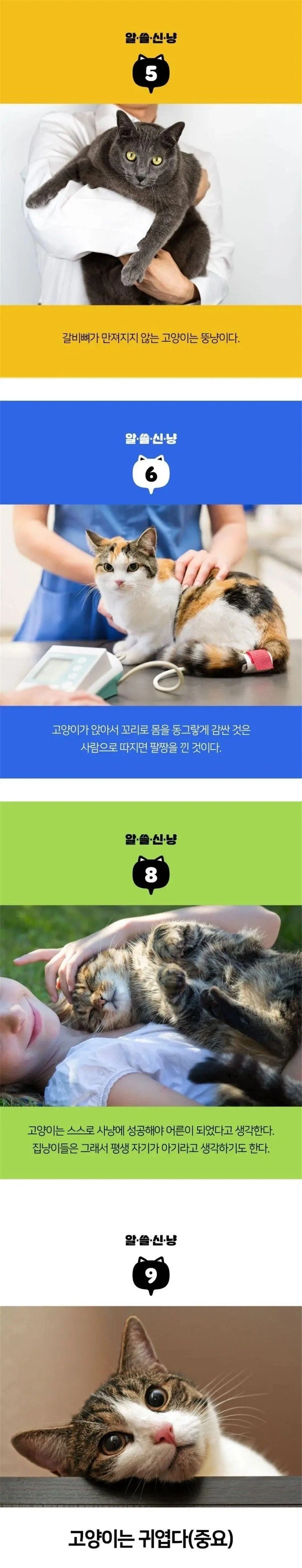 알아두면 쓸모는 없지만 신기한 고양이 TMI_2.webp