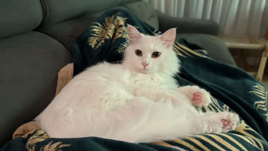 현시각 우리집 고양이 근황