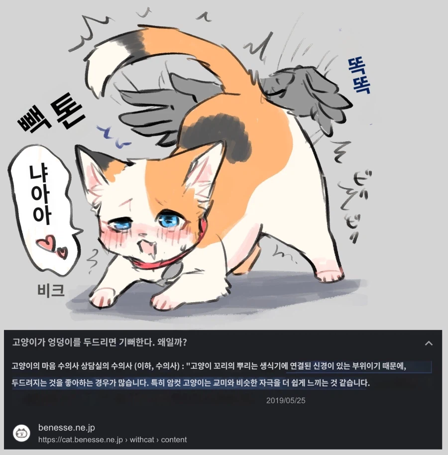 고양이 팡팡