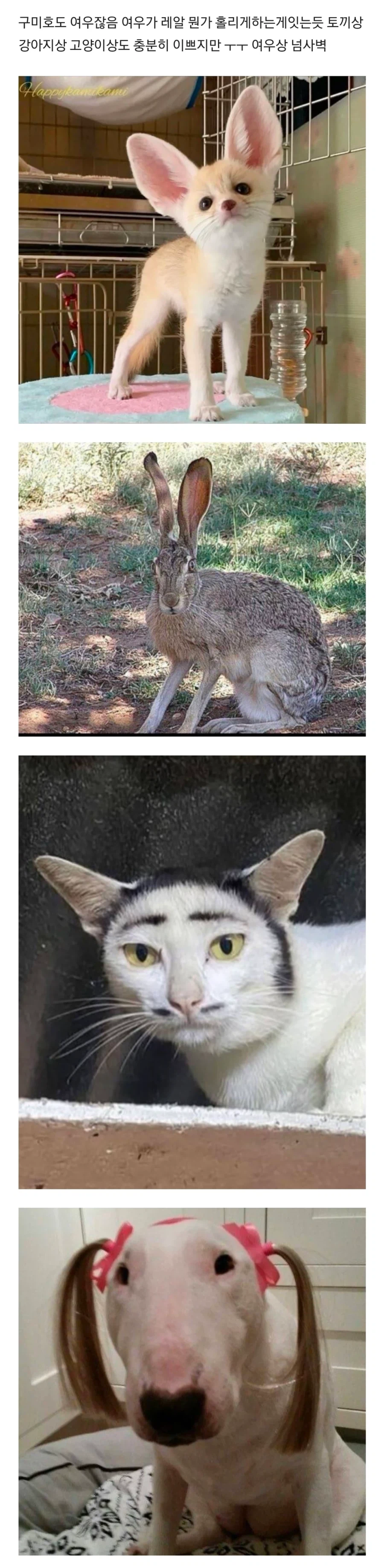 여우상이 인기 많은 이유