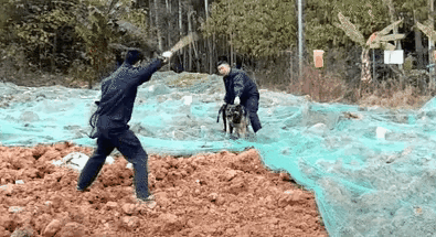 훈련받은 개의 전투력