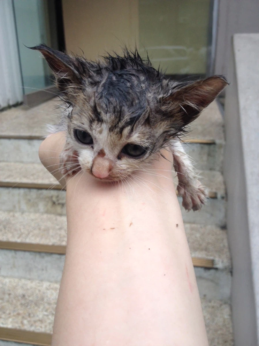 정말 급해서 그러는데 고양이 돌봄및 이동시켜주실분/울산 ㅠㅠ_4.webp