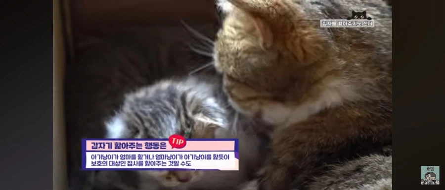 고양이가 집사를 