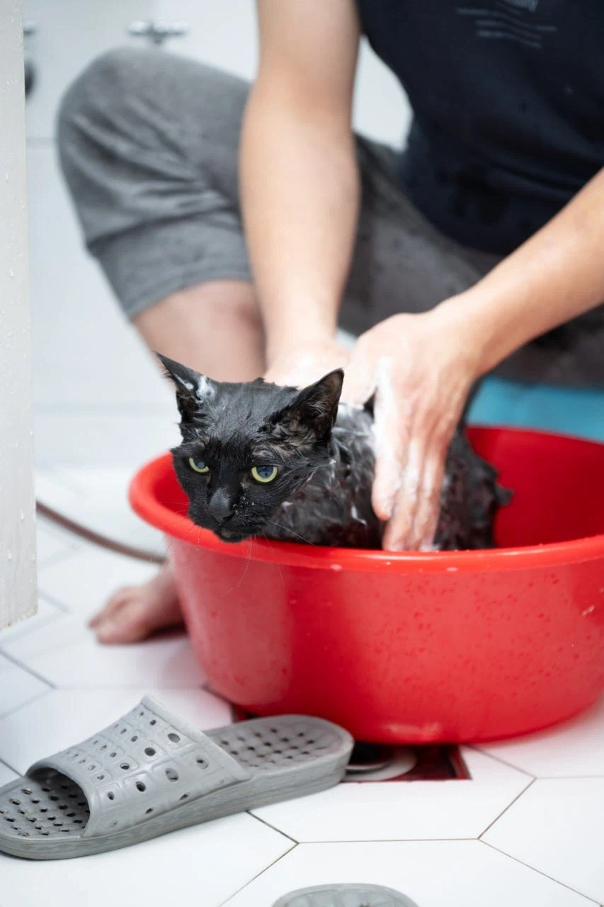 똥괭아 너 인물났다 어디 가지마라!_12.webp