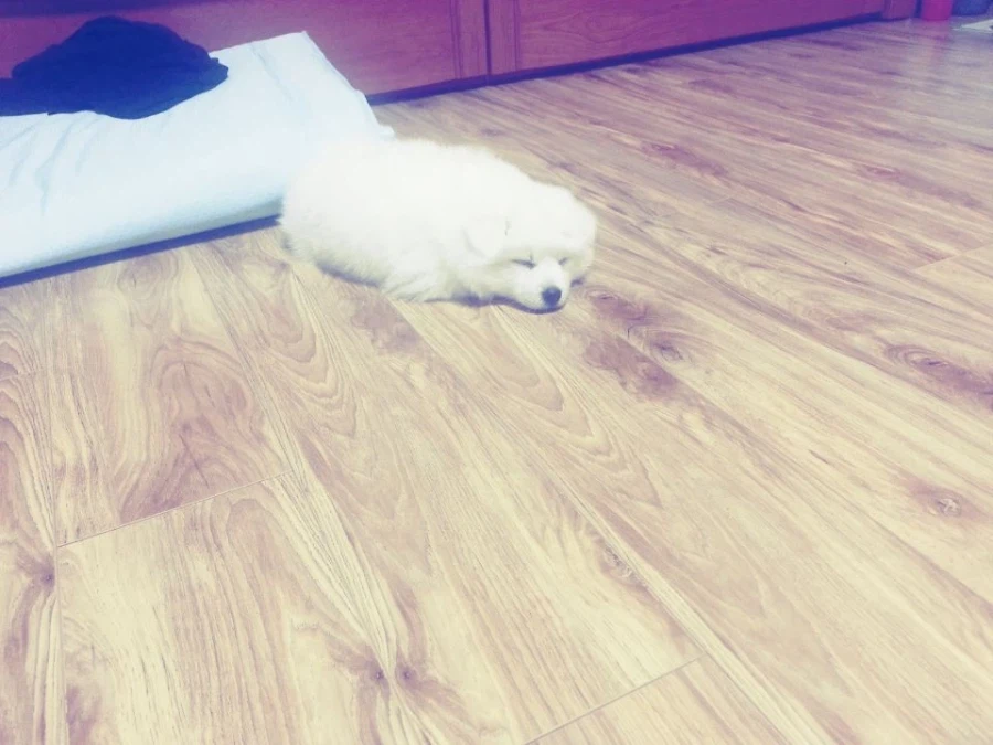 오늘 우리집 강아지가 무지개 다리를 건넜어_4.webp