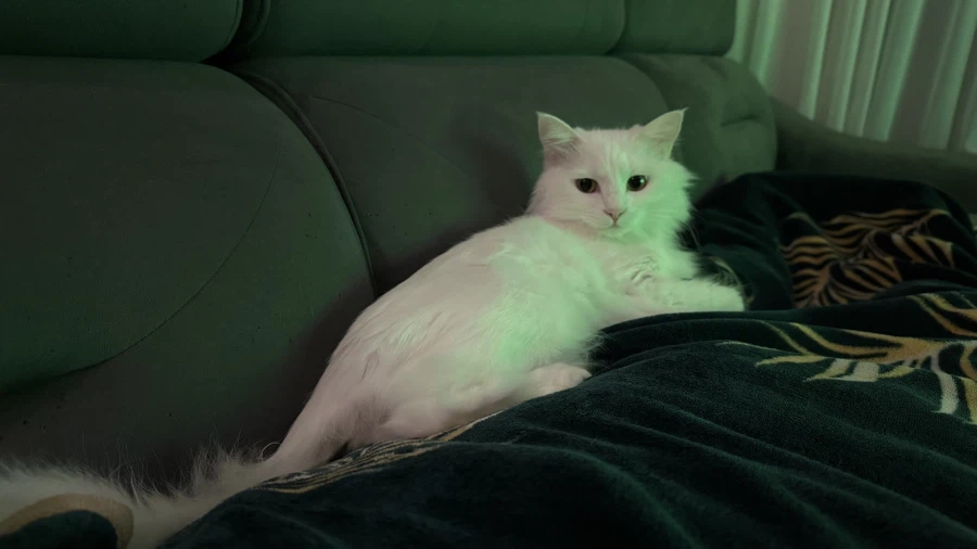 현시각 우리집 고양이 근황_4.webp