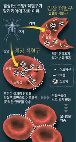 진화론 vs 창조설이 허수아비 때리기인 이유_6.webp