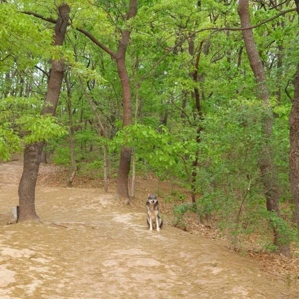산에서 길 잃은 사람을 도와준 유기견.jpg_5.webp