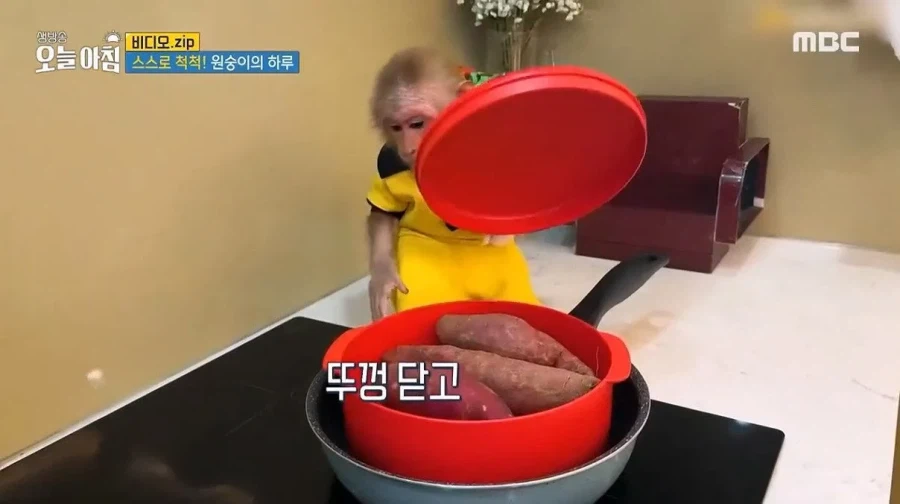 상위 1% 원숭이_16.webp