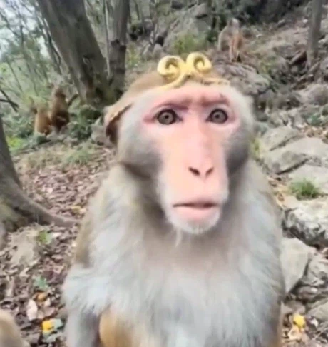 제천대성의 기억이 떠오른 원숭이