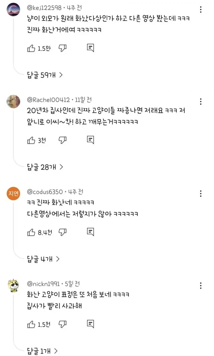 키보드 못밟게 해서 화난 고양이 원래 표정