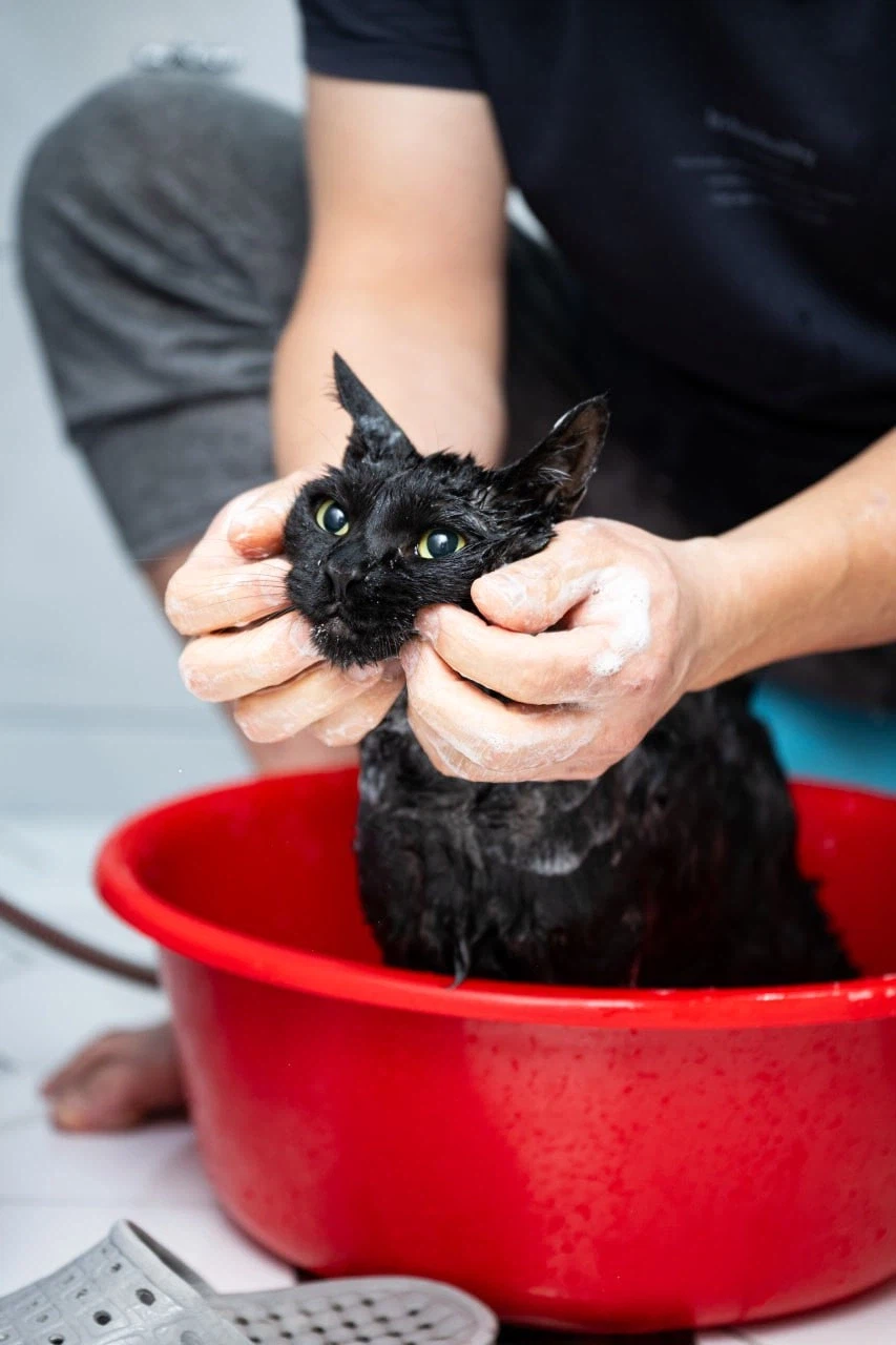 똥괭아 너 인물났다 어디 가지마라!_2.webp