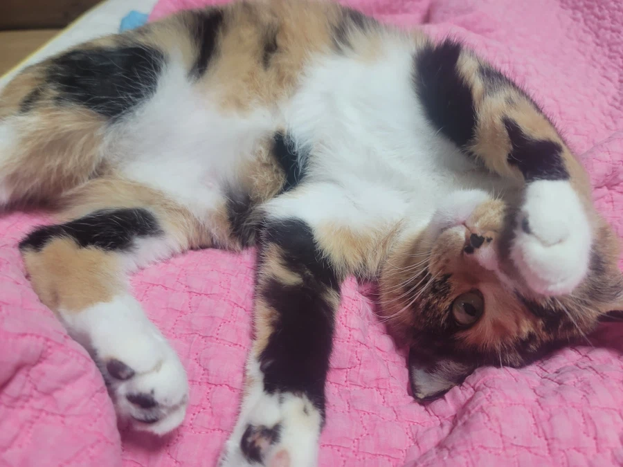 유게에서...내가 제일...라면을 잘 끓인다..._5.webp