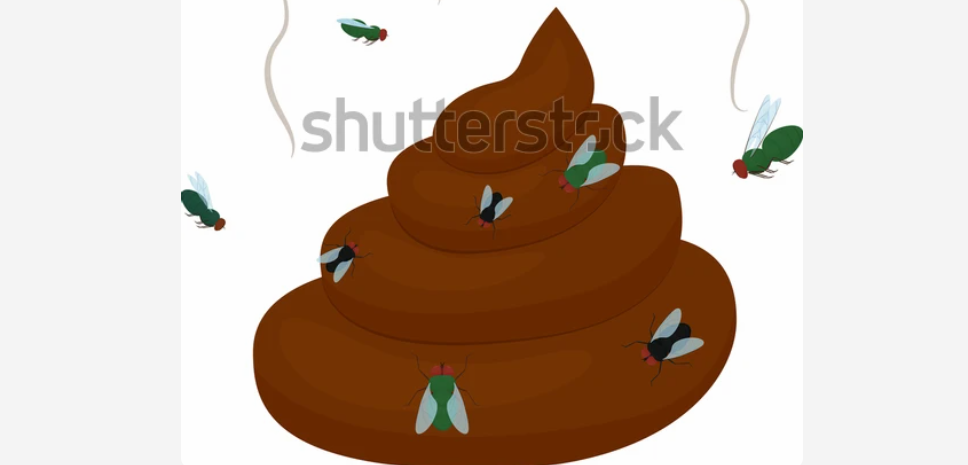 한때똥개였습니다