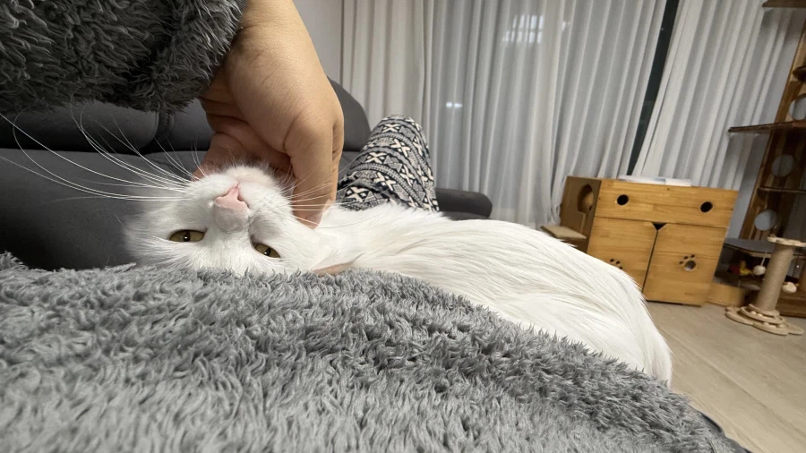 현시각 우리집 고양이 근황_11.webp