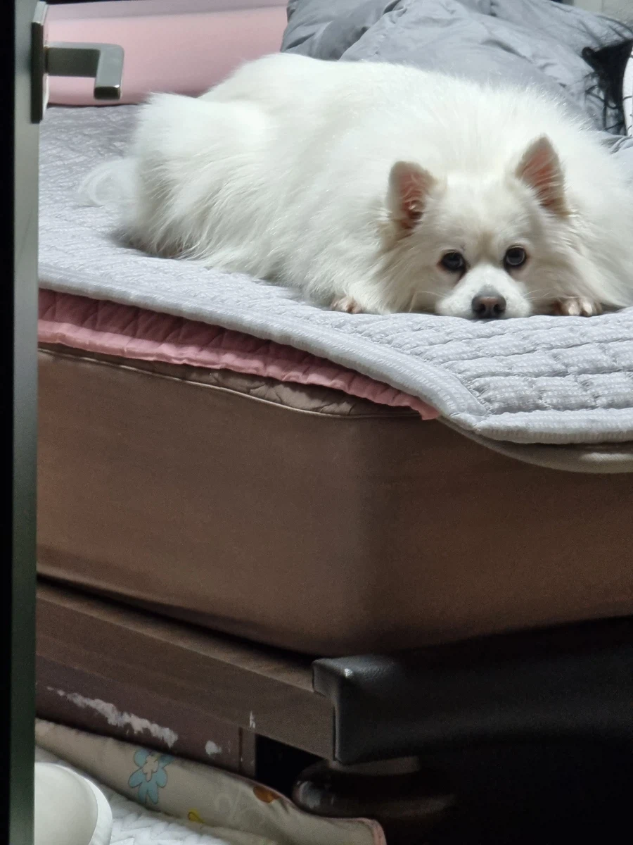 오늘 우리집 강아지가 무지개 다리를 건넜어_2.webp