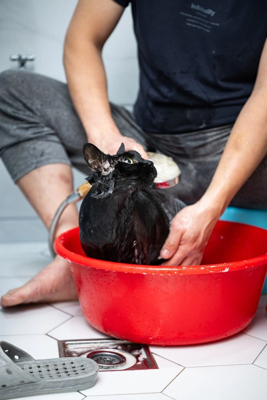 똥괭아 너 인물났다 어디 가지마라!_9.webp