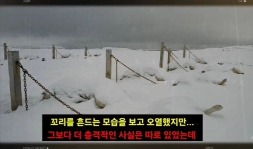 일본이 남극에 버리고간 15마리의 개들_15.webp