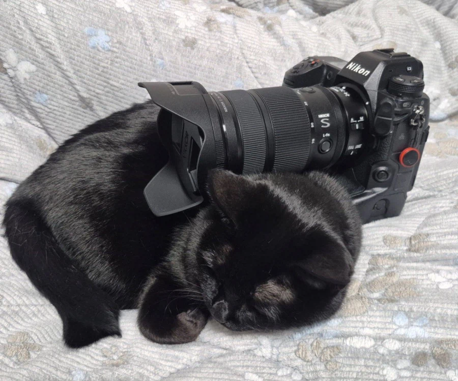 인기없는 검은 고양이_9.webp