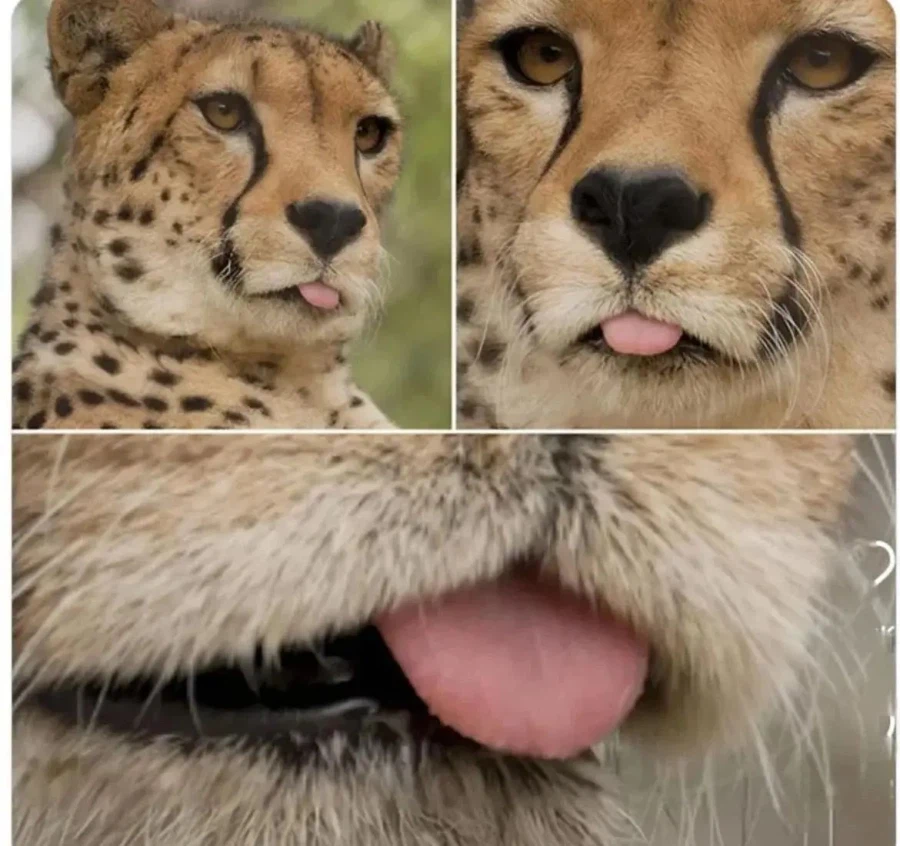 치타가 아프리카의 길고양이인 이유