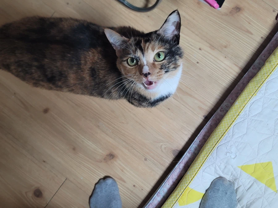 애옹이가 밤에 구토를 해서 급하게 치웠네요 끄응..